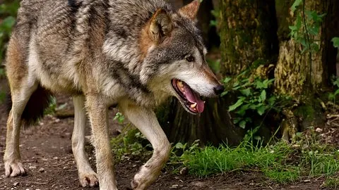 Rubrik_Naturschutz-pixabay_wolf-3151876__340